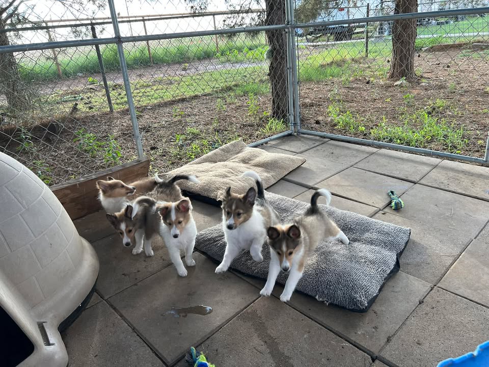 Sheltie Puppies for Sale