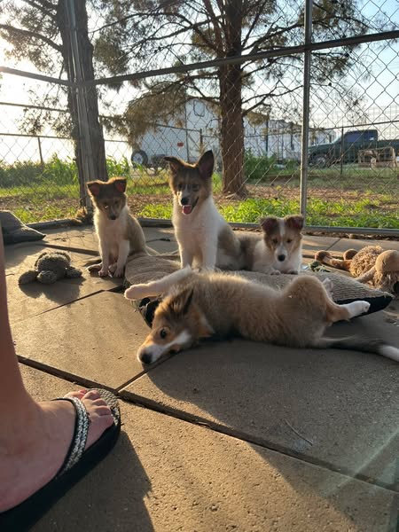 Sheltie Puppies for Sale