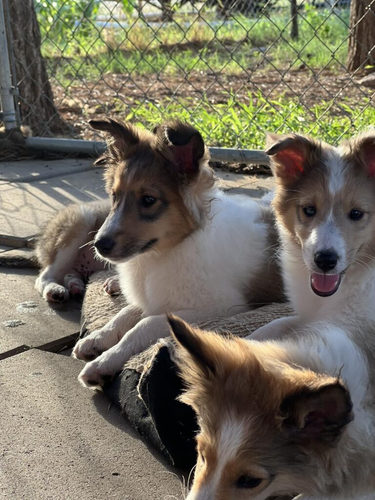 Sheltie Puppies for Sale