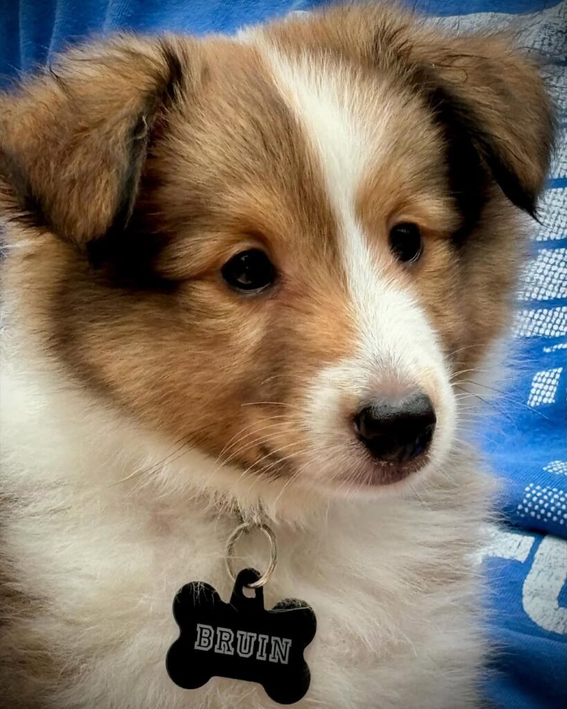 Sheltie Puppies for Sale