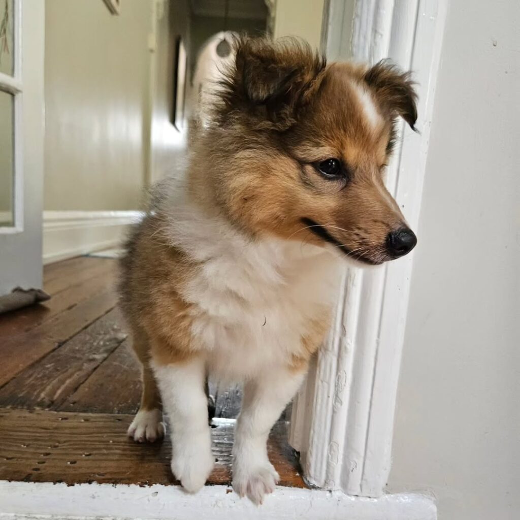 Sheltie Puppies for Sale