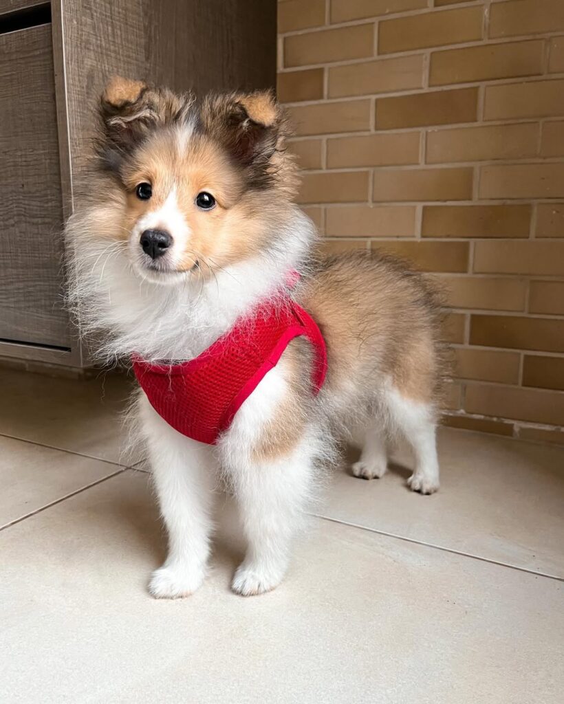 Sheltie Puppies for Sale