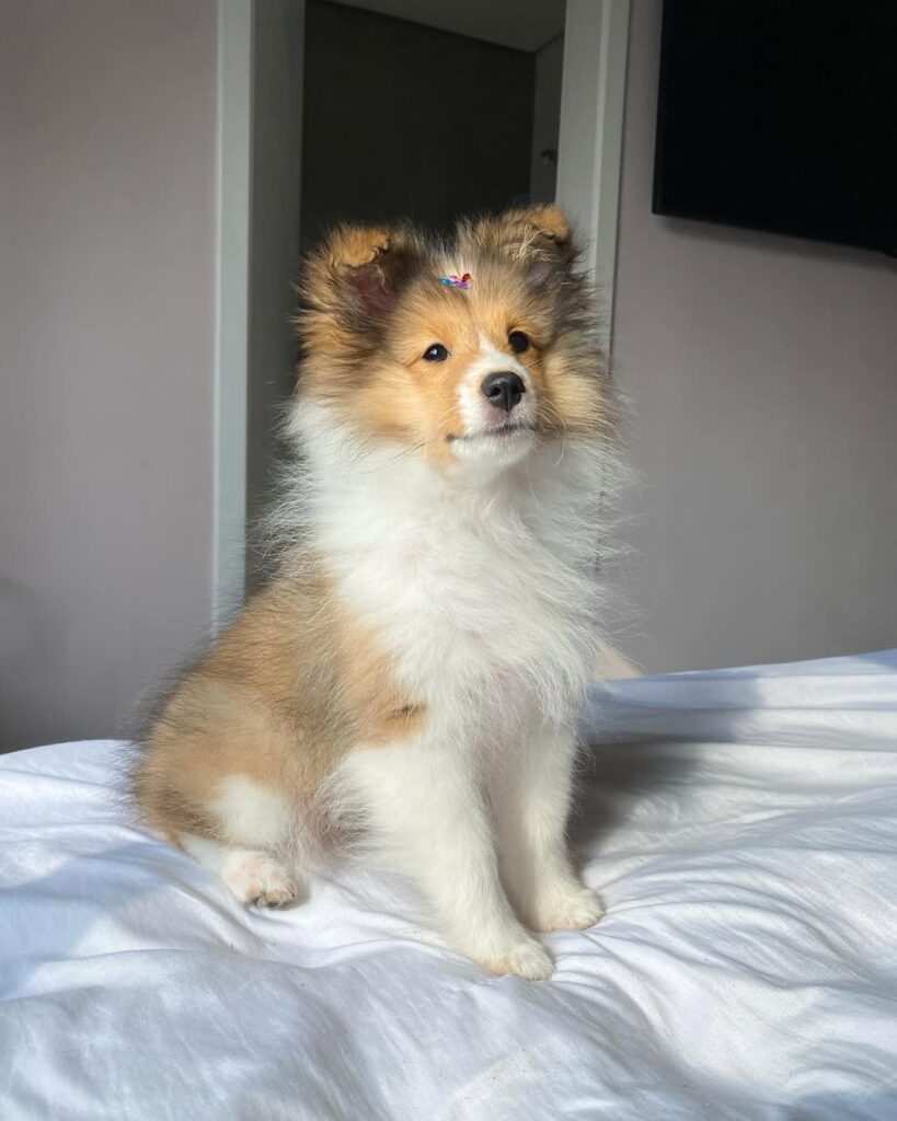 Sheltie Puppies for Sale