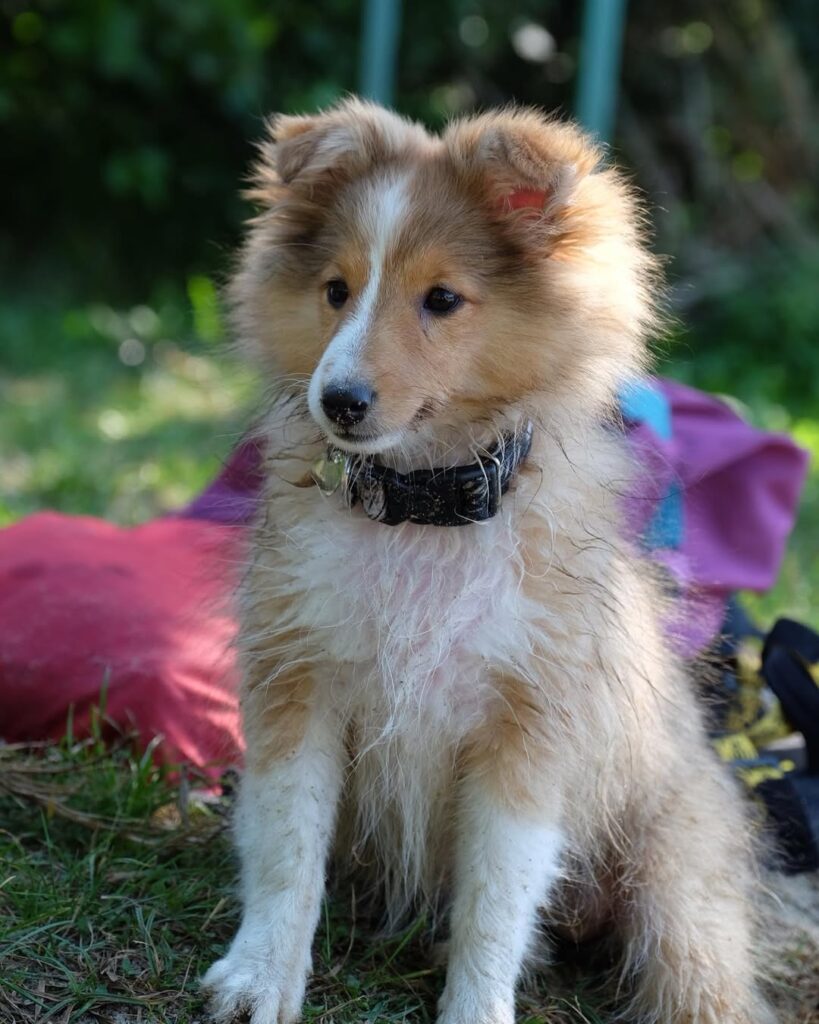 Sheltie Puppies for Sale